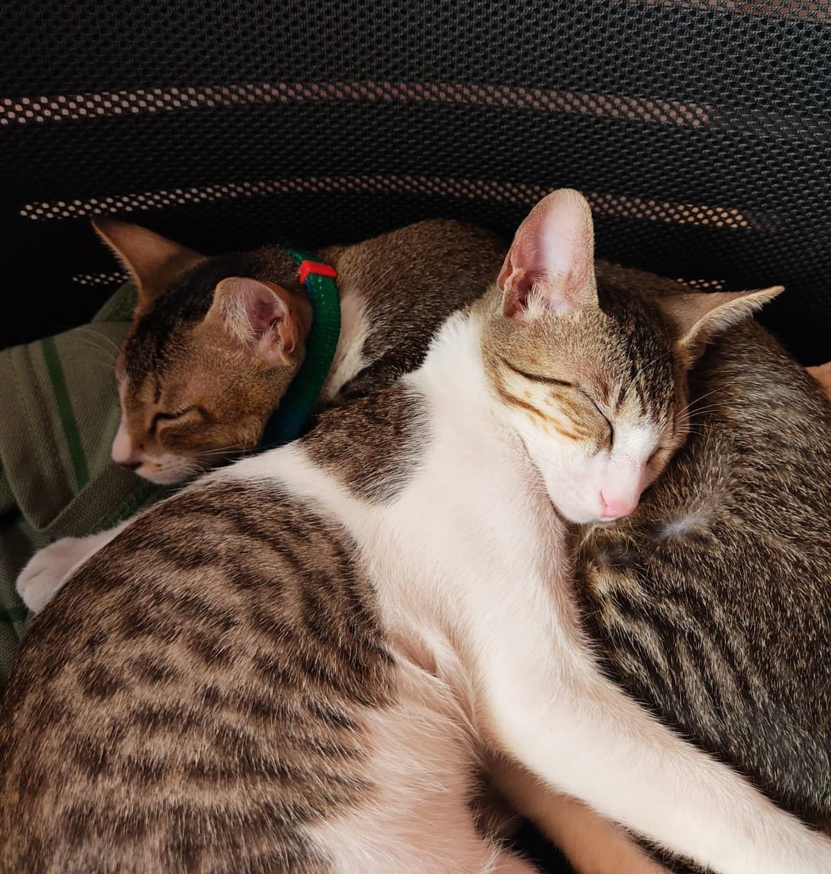 Nagma and Jerry sleeping